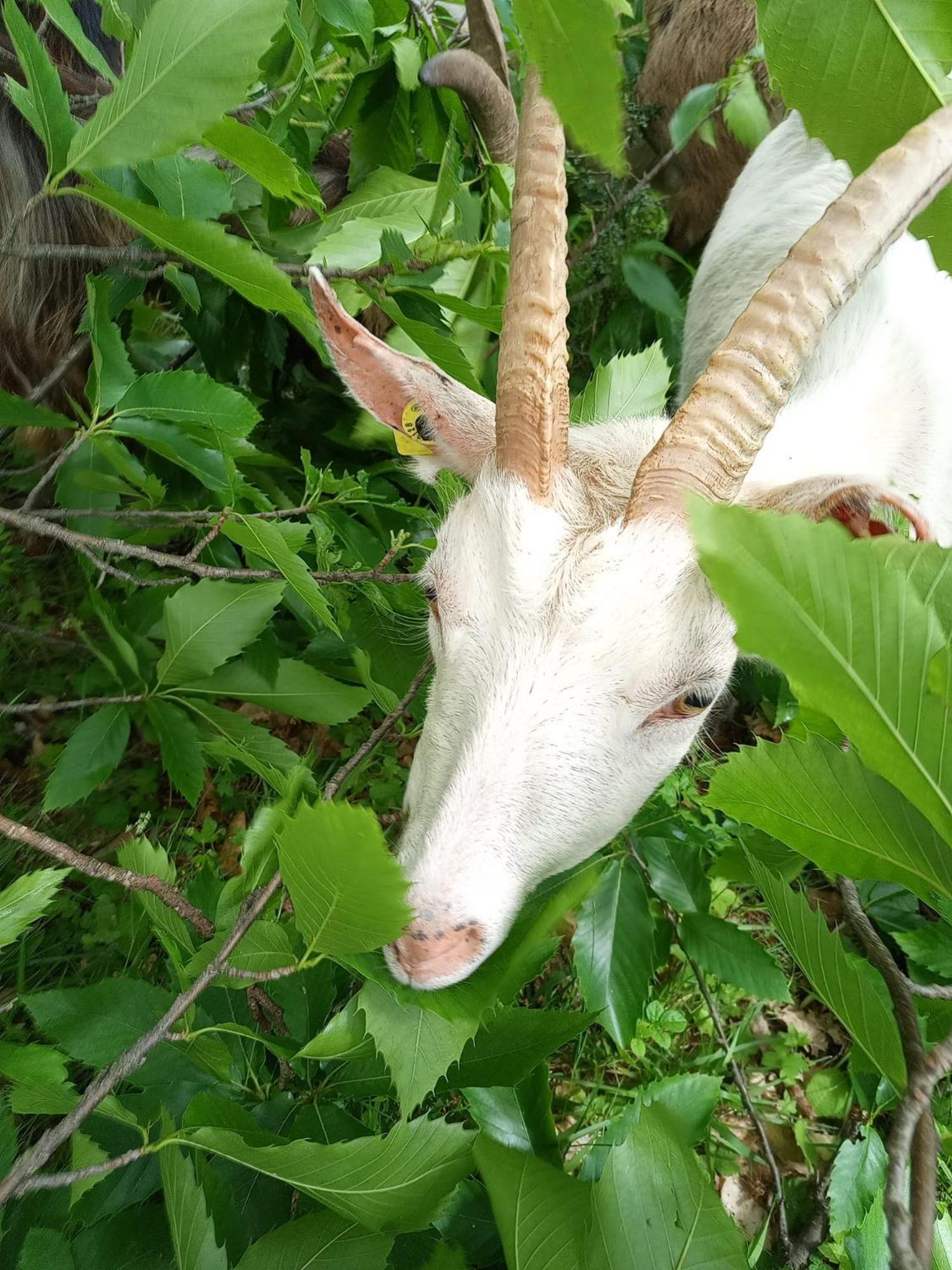 ホテル La Ferme Des Cevennes Florac エクステリア 写真