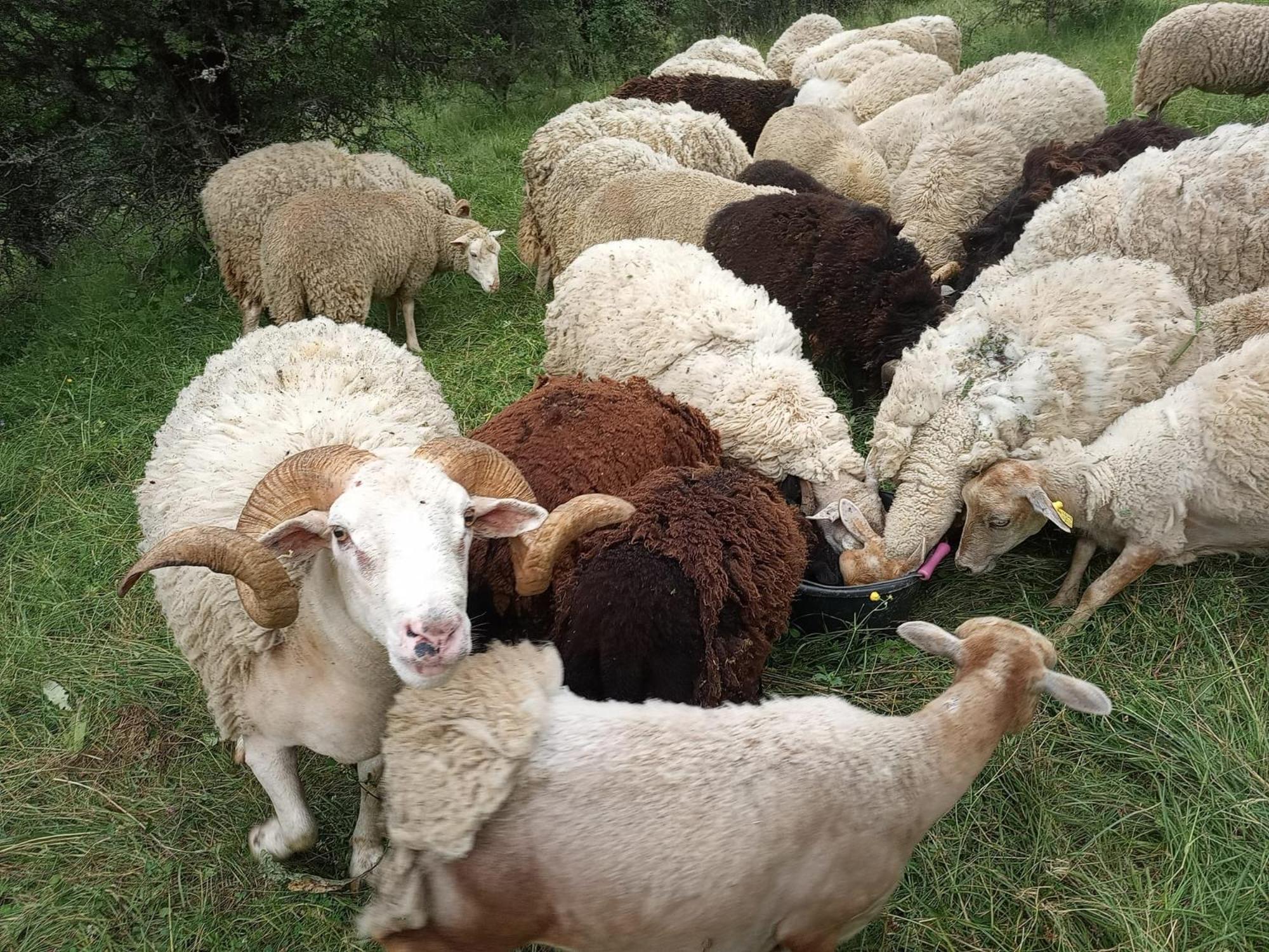 ホテル La Ferme Des Cevennes Florac エクステリア 写真