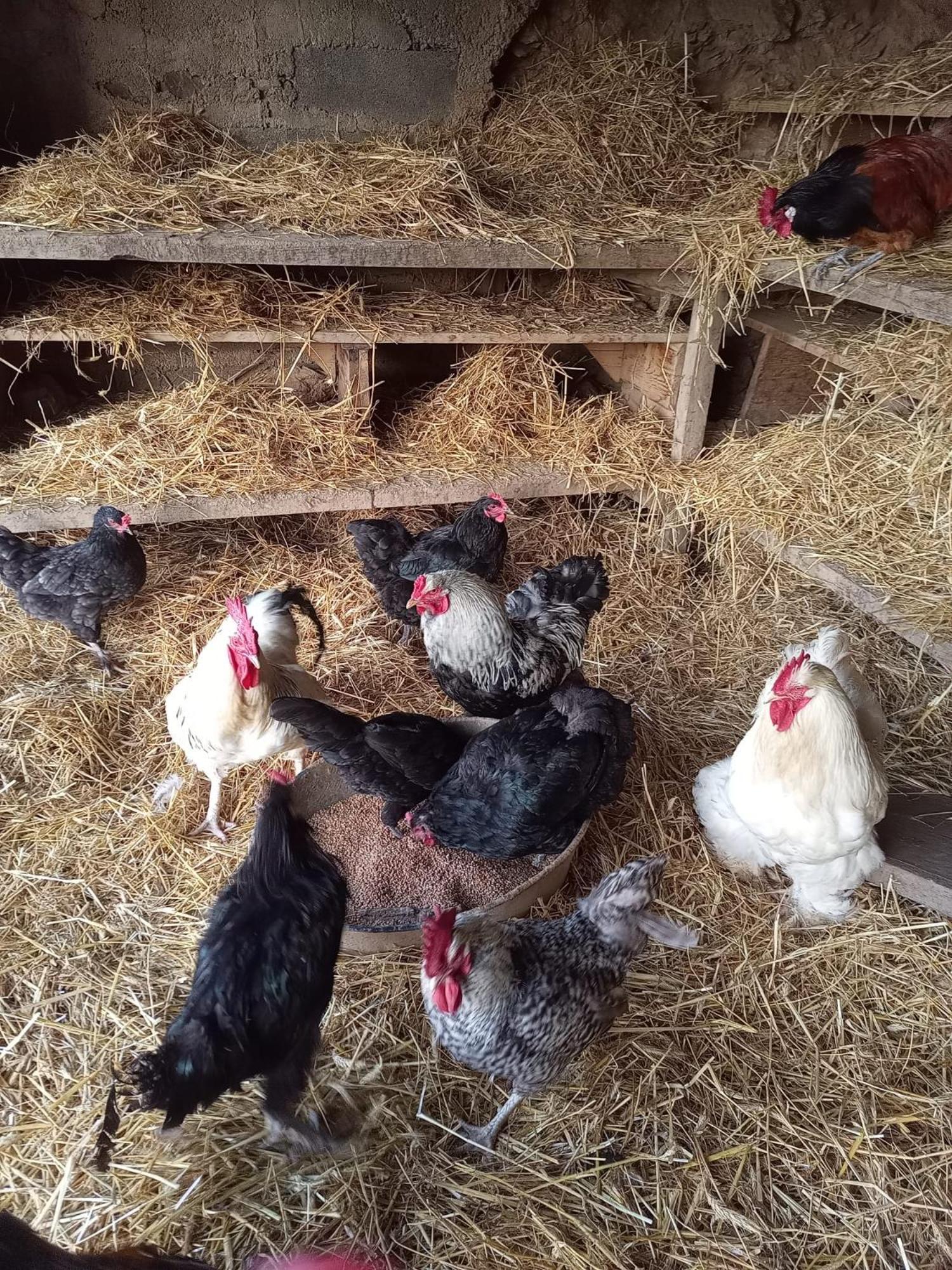 ホテル La Ferme Des Cevennes Florac エクステリア 写真