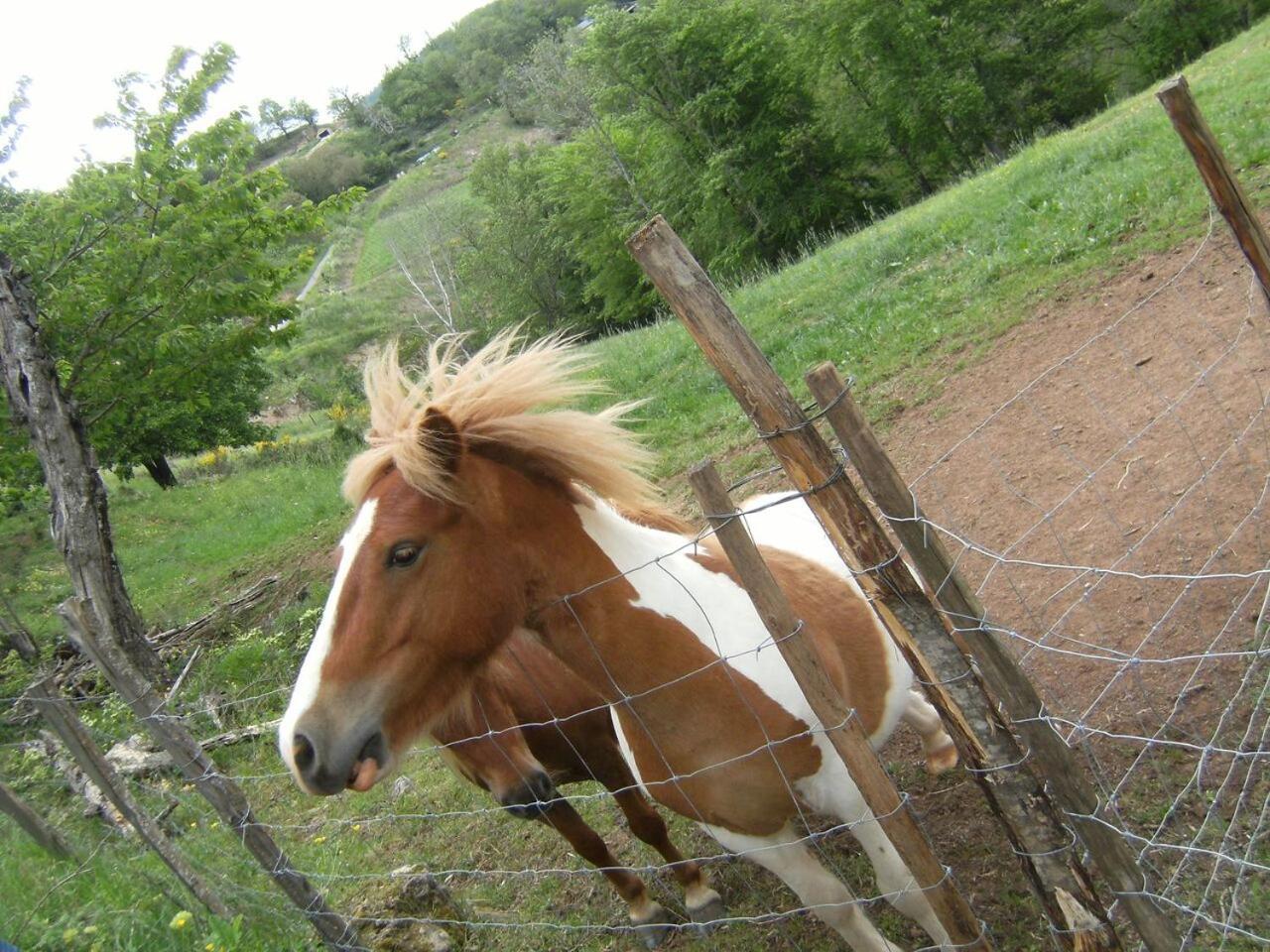 ホテル La Ferme Des Cevennes Florac エクステリア 写真